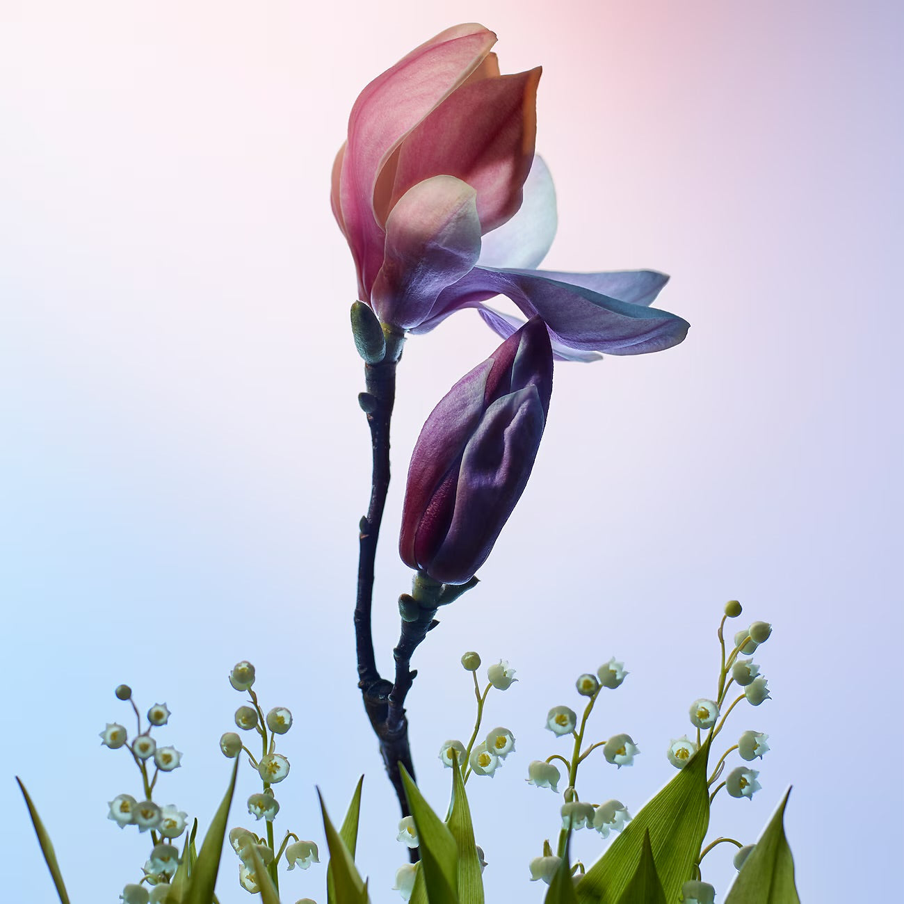Apogée – Eau de Parfum
