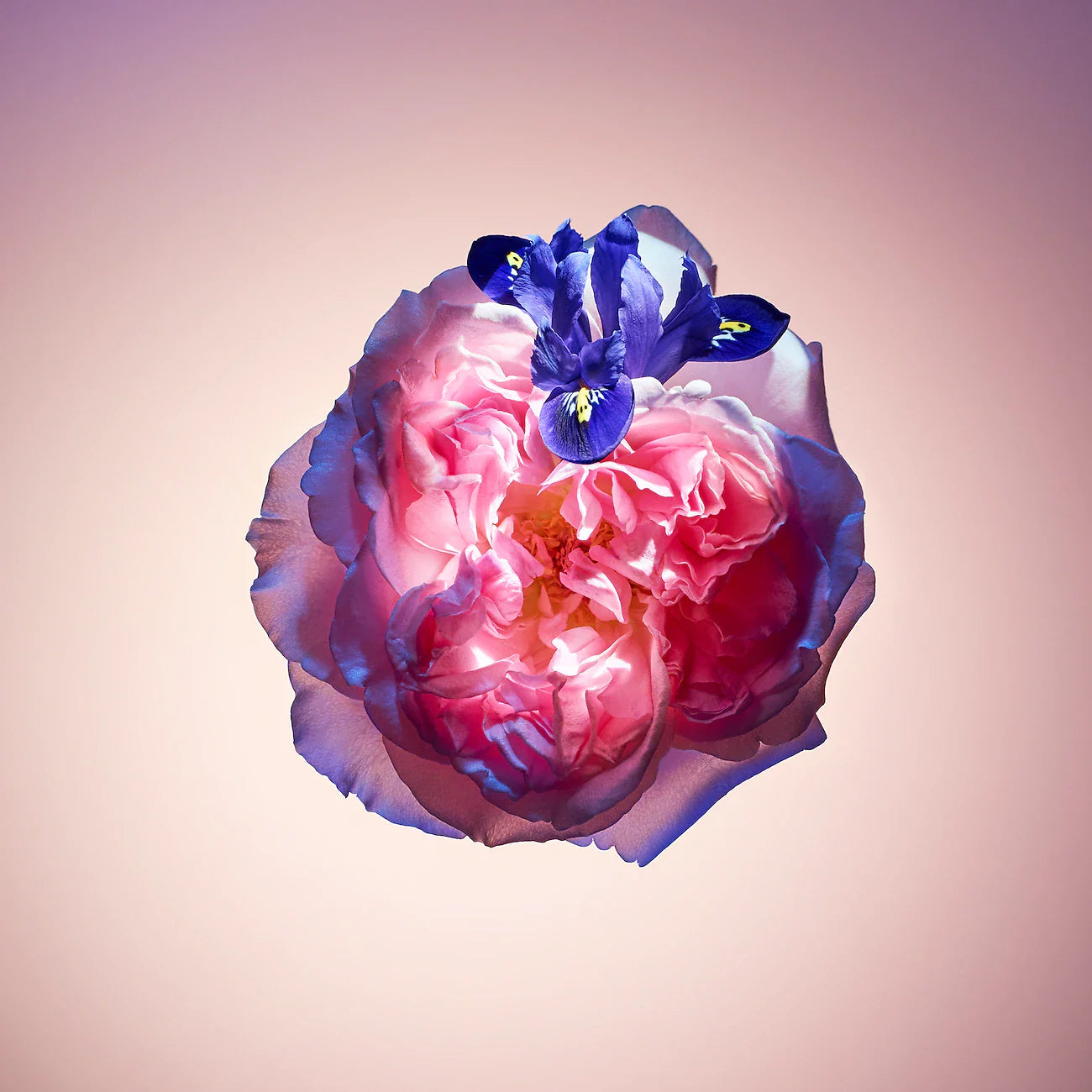 Parfum Rose des Vents
